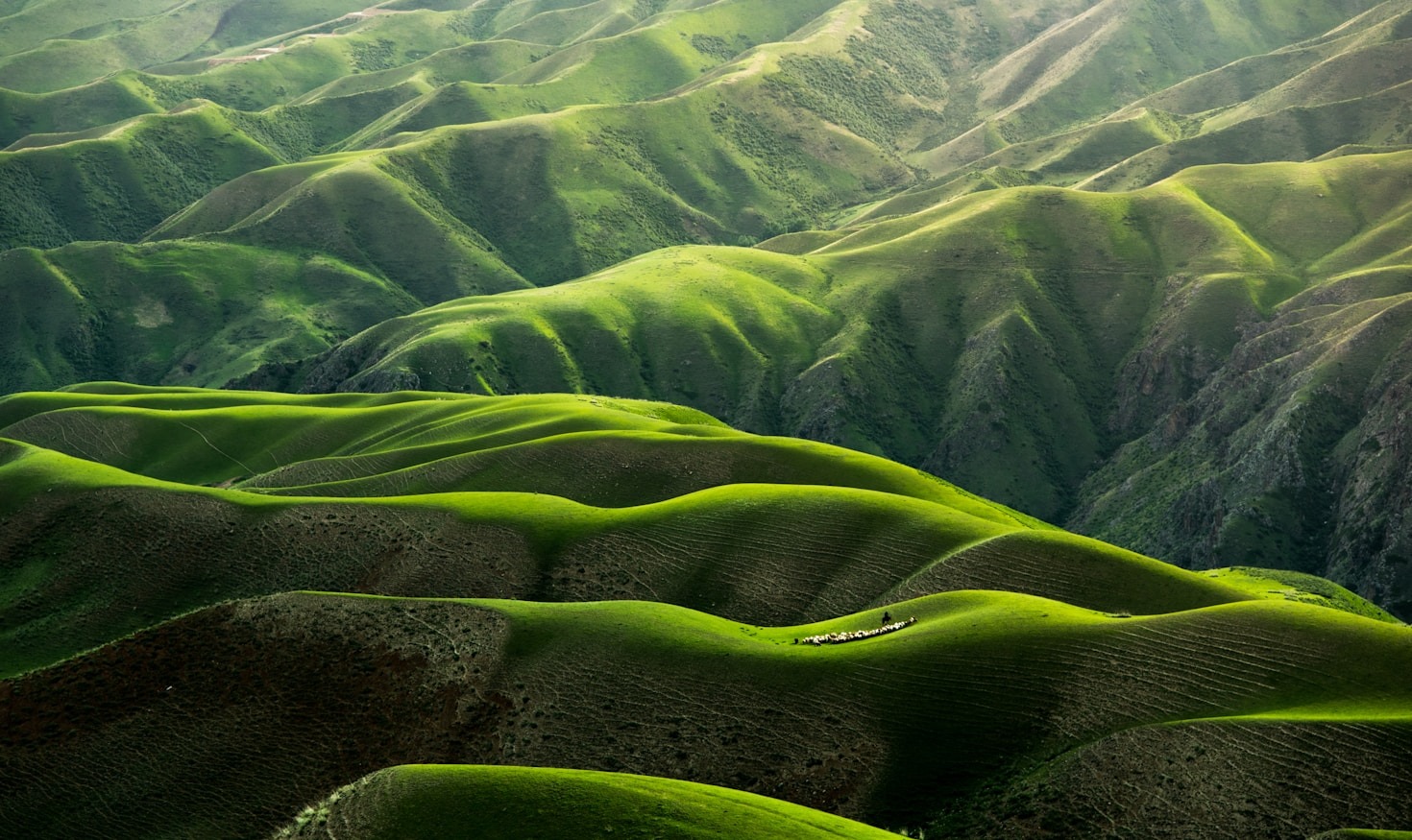 Photographic Stories of Nature and Pets