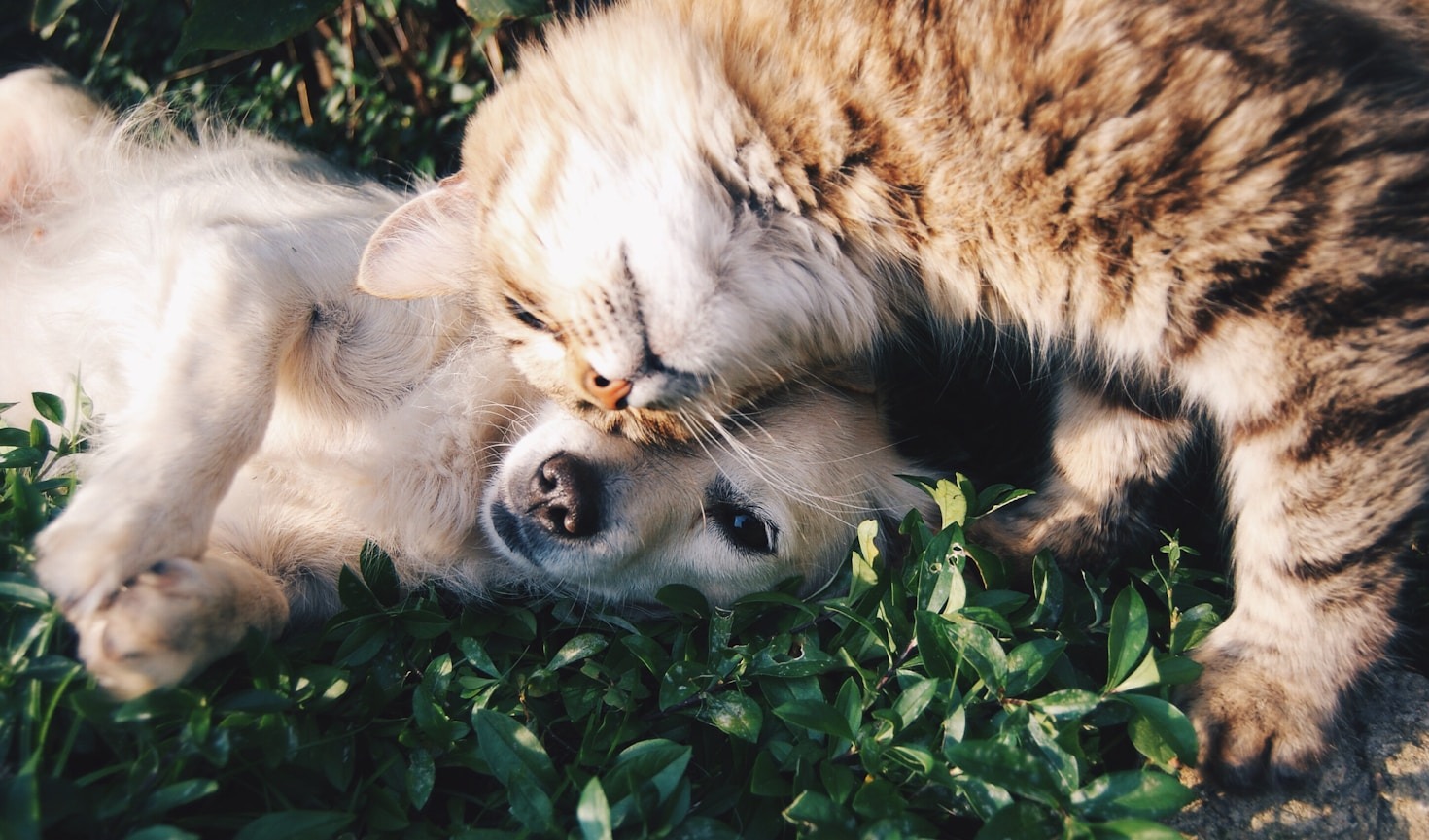 Blending Travel, Pets, and Photography
